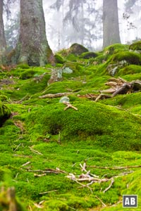 Saftiges Grün sind typisch für die Waldpassagen.