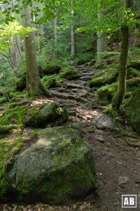 Vorbei an riesigen Felsblöcken, üppigen Moos- und Farnfeldern wandern wir das Riesloch empor