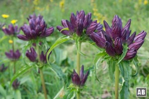 Purpur-Enzian am Gipfel des Großen Arber