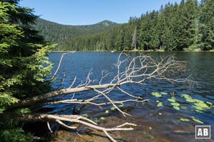 Der Ausgangspunkt - der Große Arbersee mit dem Großen Arber im Hintergrund