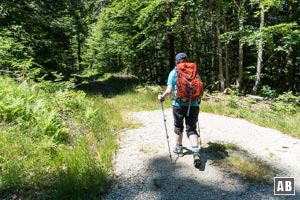 Die breite Forststraße schnürt sich zu einem schmalen Pfad zusammen - der Beginn des Seewandweges