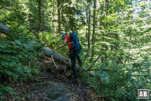 Impressionen aus dem Seewandsteig - So manches hölzerne Hindernis muss überstiegen werden