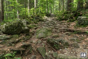 Wurzelig-steiniger Weiterweg zum Höllbachgspreng