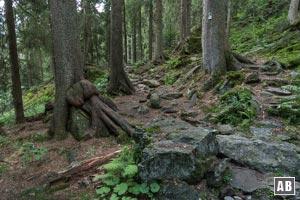 Urwald im Höllbachgspreng