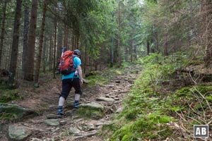 Über Wurzeln und Felsen wandern wir hoch auf den Bergrücken des Kaitersberges.