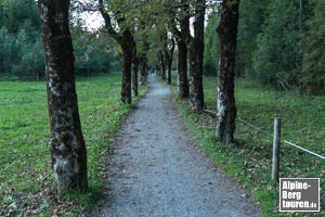 Schöne Allee auf dem Rückweg nach Obersdorf