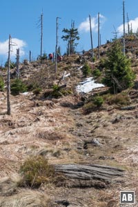 Zwischen Totholz und zahlreichen Baumstümpfen hoch auf das Enzian-Plateau.