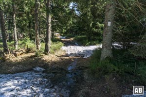 Vom freien Gelände hinein ins Nadelholz.