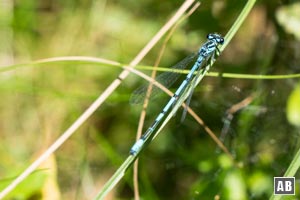 Zahlreiche Libellen sind sowohl am Grimmeisenweiher als auch am Mühlgrabenweg zu beobachten