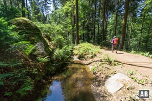 Fast eben geht es entlang eines Wasserlaufs durch üppige Vegetation