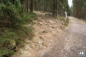 Unsere breite Bahn wird von einem Waldsteig gequert - in dem wir linker Hand einscheren