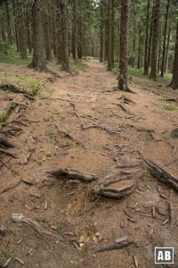 Die gutmütige Wanderführe navigiert seicht bergan