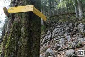 Jenseits der Lichtung, nach Verlust einiger Höhenmeter, findet sich der Abzweig in den Gipfelpfad