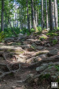 Der obere Teil der Route führt zunächst über einen wurzelig, steinige Pfad durch den Wald... 