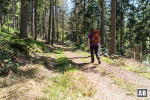 ...auf komfortablem Weg in den Wald hinein.