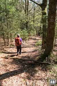 Zuerst über den Laubteppich, dann über Geröll abwärts Richtung Arnbruck (Weg mit der blauen 8)