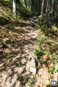 Respektvoll steil zieht der Steig durch den Wald nach oben