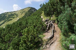 Der Verbindungsgrat vom Ziegelspitz zur Notkarspitze wird von Latschen dominiert. Im Hochsommer ist dieser Wegabschnitt die reinste Gluthölle.