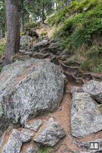 Der steile, felsig und wurzelige Schlussanstieg zum Großen Osser