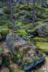 Typisches Fels-Moos-Gelände am Osser-Massiv