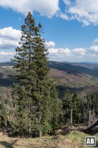 Ausblick vom Waldschmidthaus auf den südlichen Teil des Nationalparks - Rechts im Hintergrund der Lusen mit seinem felsigen Haupt