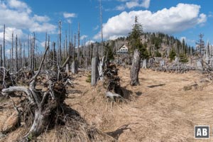 Das Waldschmidthaus zwischen alle dem Totholz