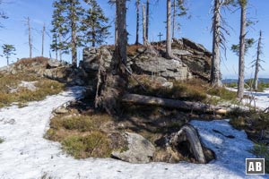 Wanderung Zwercheck Osser: Auf der rechten Wegseite finden wir in einer kleinen Baumparzelle den böhmischen Zwercheck-Gipfel.