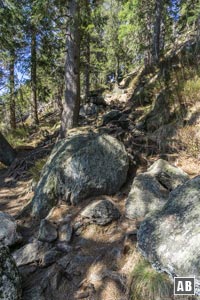 Steil über Fels und Wurzeln folgen wir nun den Pfad Lo1 weiter bergwärts.