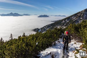 Oberhalb der Zwieselalm dominieren Latschen den Aufstieg